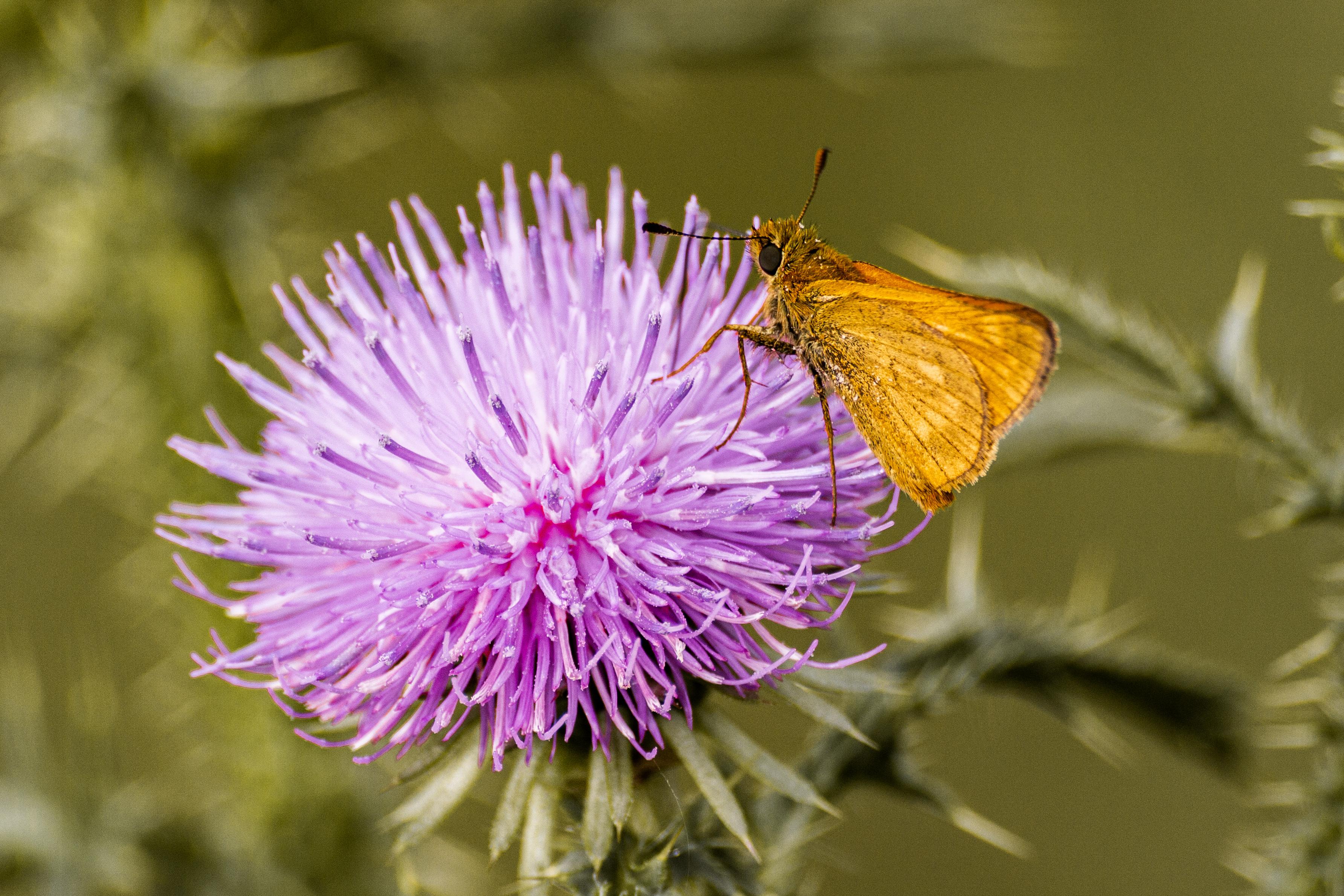 Flower & Butterfly